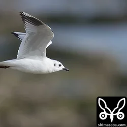 ズグロカモメ