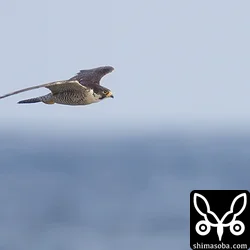 海岸の狩人ハヤブサほか