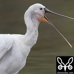 ヘラサギ