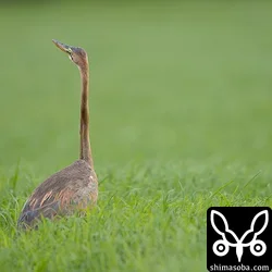 ムラサキサギ