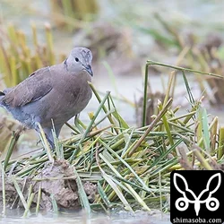 石垣島でバードウオッチング(田んぼ・牧草地編 / 動画あり)