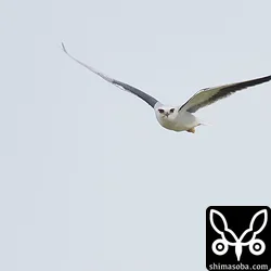 カタグロトビ