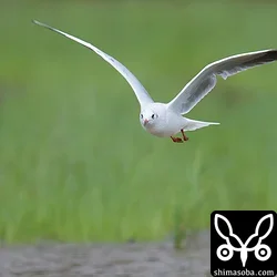 ユリカモメ