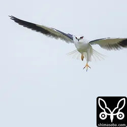 カタグロトビ