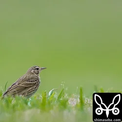 ビンズイ