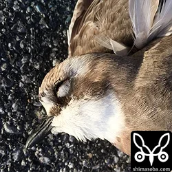 メダイチドリ