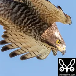 お散歩レンズ EF100-400mm F4.5-5.6L IS II USM テスト
