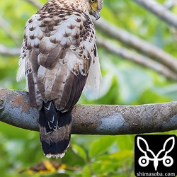 林道で見つけたカンムリワシの幼鳥。めでたい席の座開きで踊られるのが、カンムリワシ幼鳥が正月の朝日に向かって飛び立つ様を歌った古典民謡「鷲ぬ鳥節(ばすぬとぅりぶし)」です。めでたいです。^^