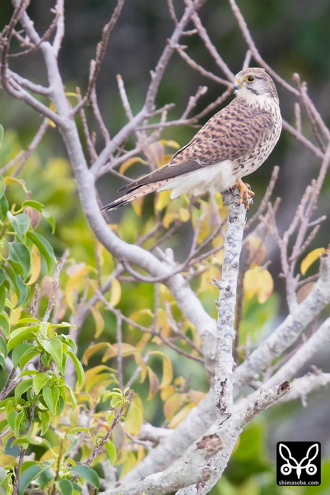 チョウゲンボウ