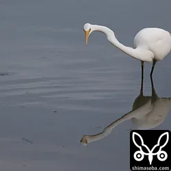 チュウダイサギ
