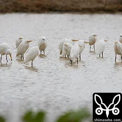 アマサギ