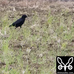 見慣れないカラスが田んぼで一生懸命土を掘り起こしていました。双眼鏡で見たらミヤマガラスでした。