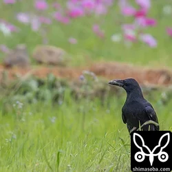 オサハシブトガラス