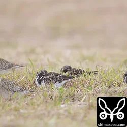 強風に耐えるキョウジョシギ。