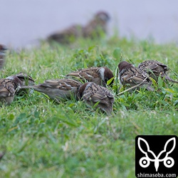 スズメは、公園内の芝をあちこちと群れで飛び回り、わずかに残る草の種を食っています。