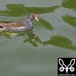 バン