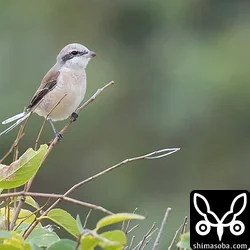 シマアカモズのメス第1回冬羽かな? **(これ、シマアカモズでなくてセアカモズかセアカモズの血の入った雑種との情報を頂きました。何れにせよ、大変に珍しいようです)**
