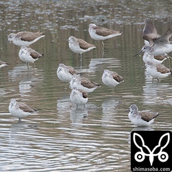 アオアシシギは50羽ほどの群れ。春の渡りが始まりました。