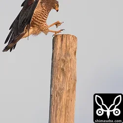 サシバ