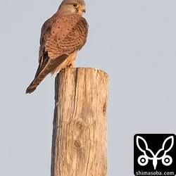 チョウゲンボウ