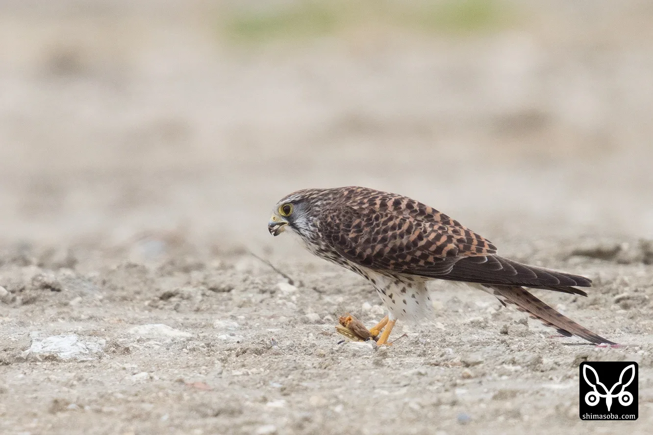 チョウゲンボウ