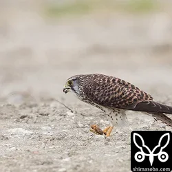 チョウゲンボウ