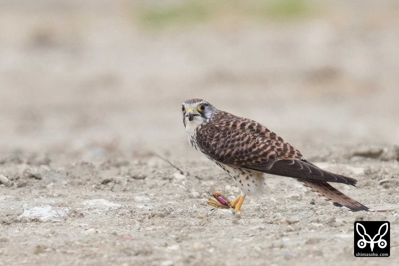 チョウゲンボウ