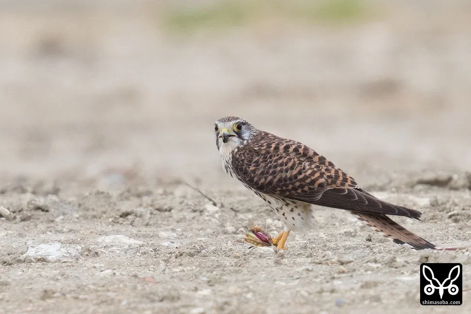 チョウゲンボウ