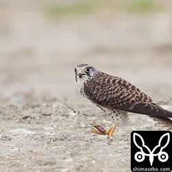 チョウゲンボウ