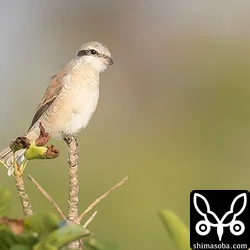 きょうのセアカモズは、小鳥の声を真似ていました。(2月20日追記：小鳥の鳴き真似ではなく、セアカモズ本来のさえずりでした!! `xeno-canto <http://www.xeno-canto.org/120504>`_ に掲載されているさえずりにそっくり。成熟したオスになりつつあるのでさえずりの練習をしていたようです)
