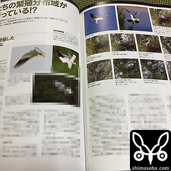 スポッター石垣島ネイチャーガイドサービスが執筆したカタグロトビの繁殖の記録。