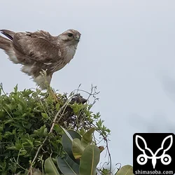 サトウキビ畑でノスリ、サシバ、チョウゲンボウ