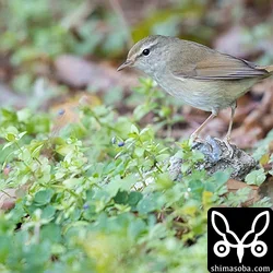 やっと撮れたツグミ、ジョウビタキ、ウグイス
