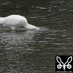 時には、完全に顔を水没させて獲物を探していた。