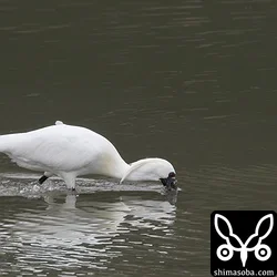 クロツラヘラサギは、浅瀬を走りながら自慢のくちばしで獲物を捕まえていた。