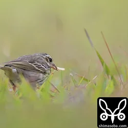 ビンズイ