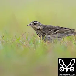 ビンズイ