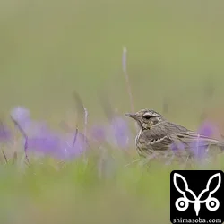 ビンズイ