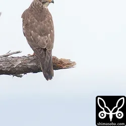 こちらもサシバの幼鳥。