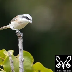 見た感じはシマアカモズに見える。