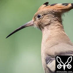 ヤツガシラ