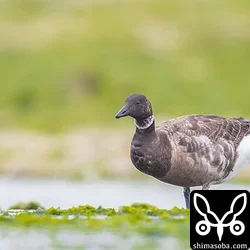コクガンの手前や後ろの緑は全てコクガンの餌となる海藻。