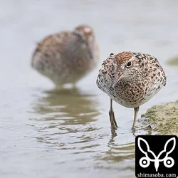 ウズラシギ