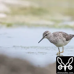 タカブシギ