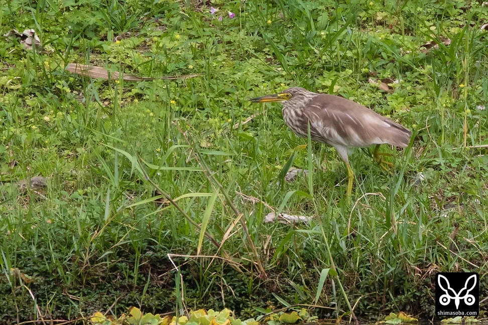 アカガシラサギ