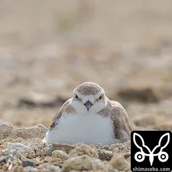 ここのシロチドリの近くが一番の猫の通り道のようでした。