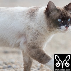 シロチドリの営巣地をウロウロする野良猫。