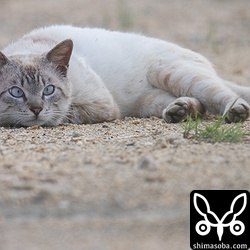 猫自体は可愛らしいんだけど、一度野に放たれたら野鳥や小動物たちの脅威。駆除が必要ですね。