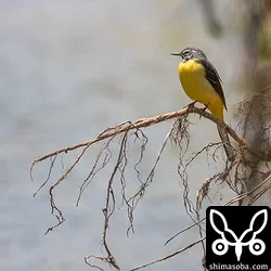 キセキレイ