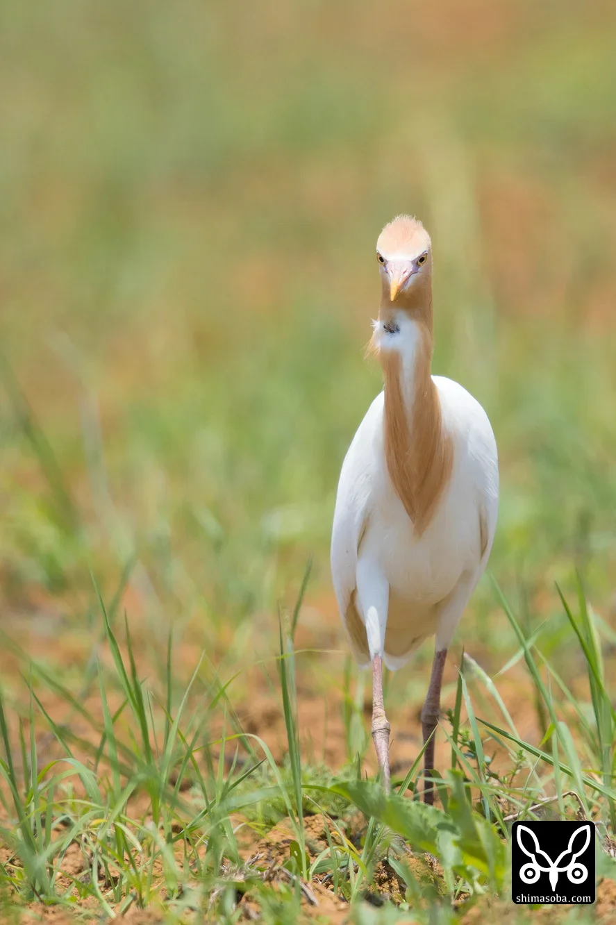 アマサギ